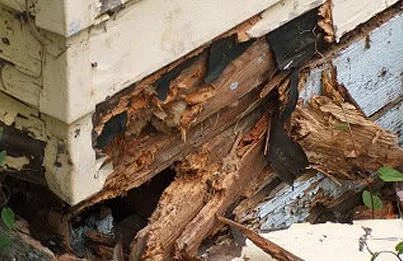 Dry Rot